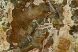 Colorful Petrified Wood (Araucaria) Limb Section - Madagascar #126394-2